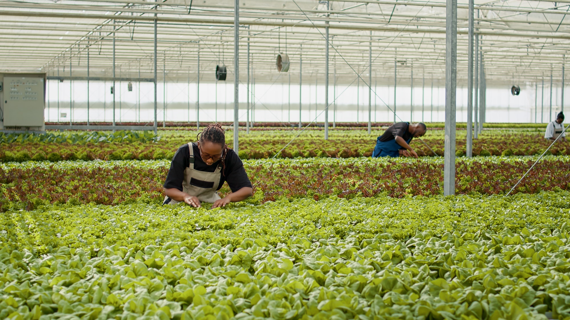 Agricultural worker cultivating organic lettuce checking for pests in hydroponic enviroment
