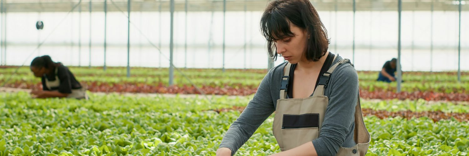 Agricultural worker doing quality control before harvesting organic lettuce grown with no pesticides