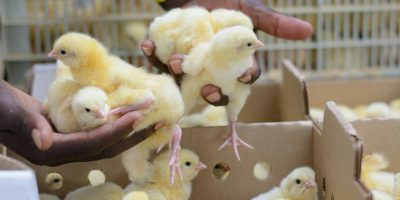 poultry poultry